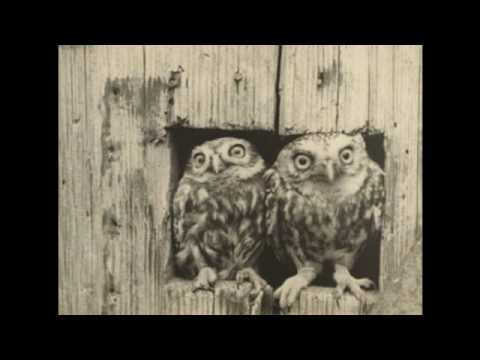 Włodzimierz Puchalski (Wlodzimierz Puchalski)