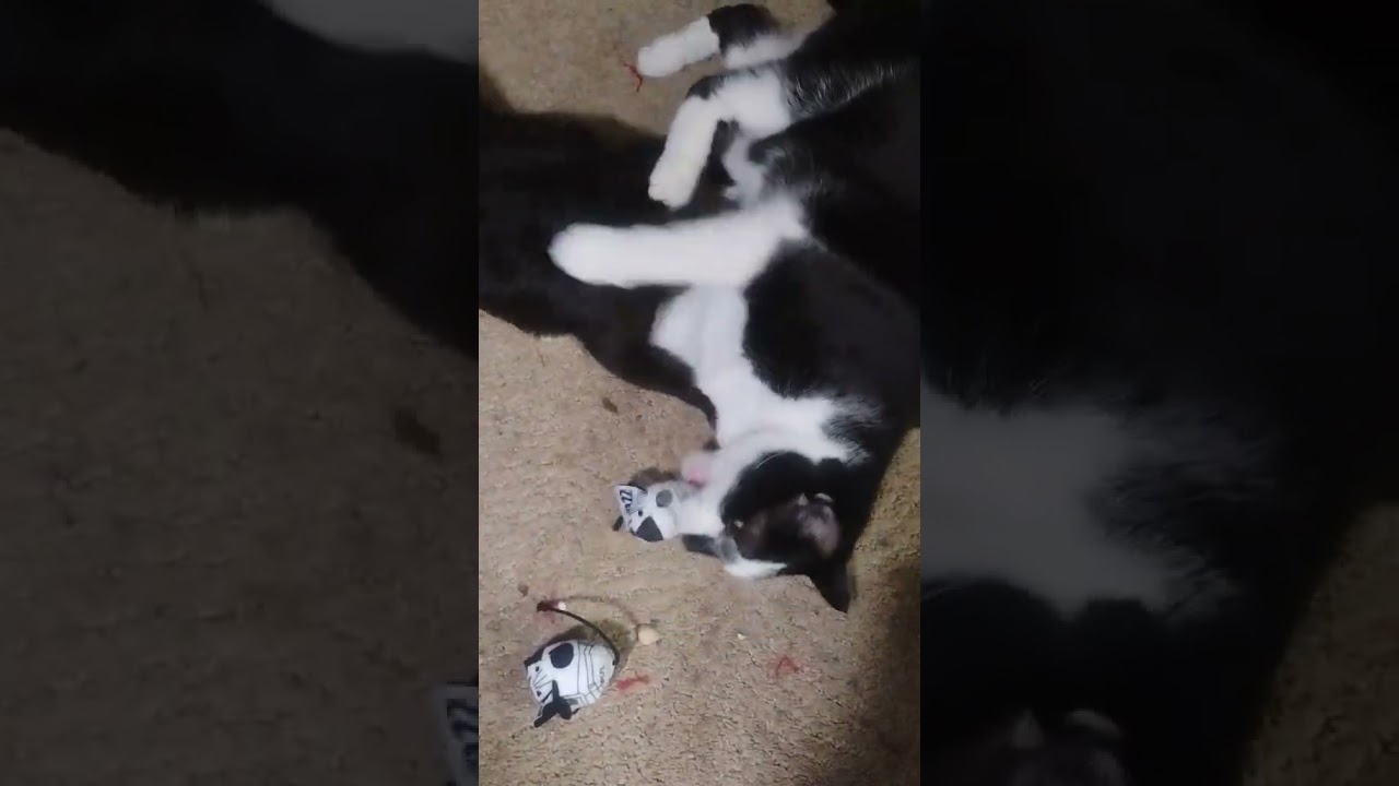 Enlarge Albert (Binx), a Adoptable mixed breed in Groveland, MA video 2/2