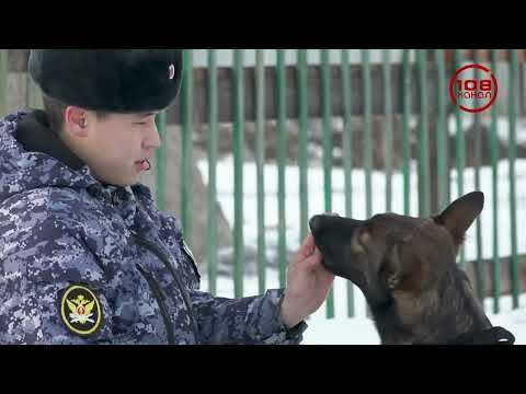 "Кинг на страже порядка!": так ли важен острый нюх?