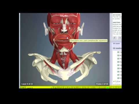 MBKU Library Primal Anatomy