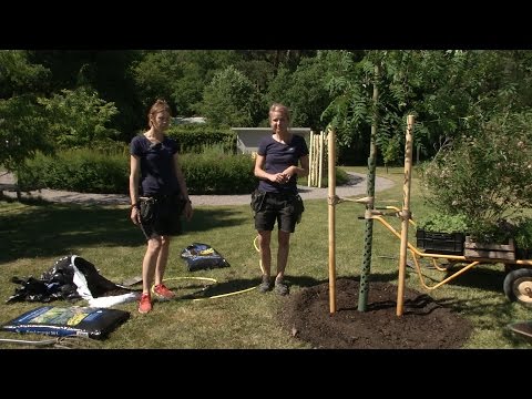 Trädplantering