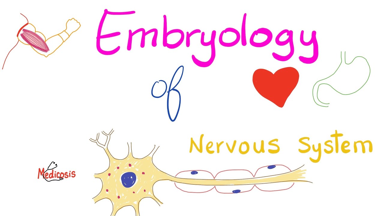 Embryology of the Nervous System | Development of CNS & PNS