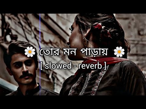 Tor Mon Paray Lofi | (slowed - reverb) | Mahdi Sultan | তোর মন পাড়ায় | Jisan Khan Shuvo |sai GINI🎵