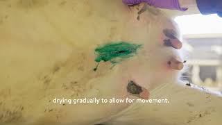 AMBUGREEN™ — Udder Clefts