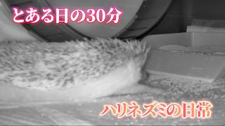 我が家のハリネズミのとある日の日常(#ハリネズミ、#hedehog、#ペット)