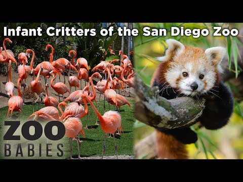 San Diego Zoo! - Animal Videos for Kids!