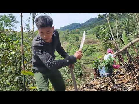 Planting and exploiting natural forests to earn high income and improve new lives Long-term survival