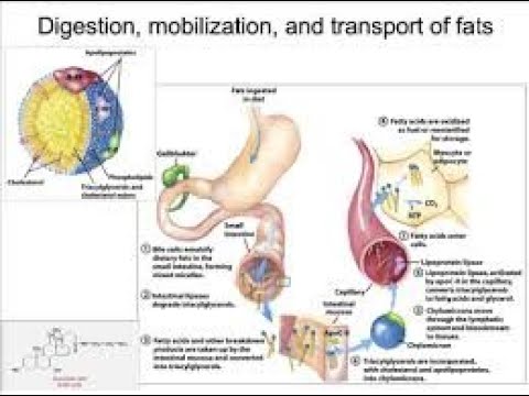 Digestion, Mobilization and Transport of Fats