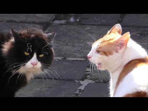 Cats Meowing Loudly (Compilation)