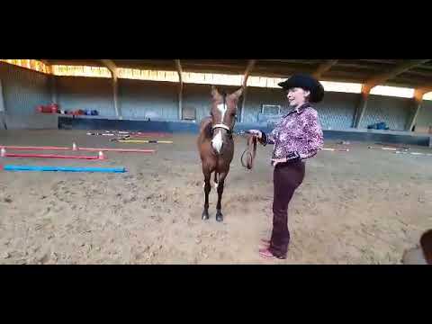 JUNIOR STALLIONS (Yearling) - Merlin DD Gunners