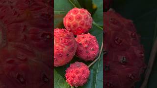 Tasting and exploring the Kousa Dogwood Berry. Join the adventure! #ForestFoodies