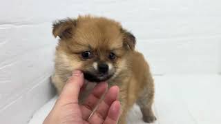 ハーフ犬の動画01