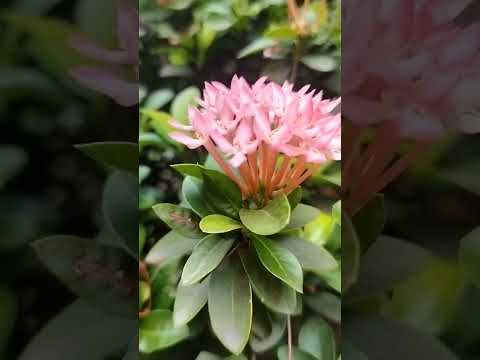 Manika #viralvideo #shortsvideo #AnkitaslifeVlog #flower #viral #viralshorts #shortsfeed #shorts