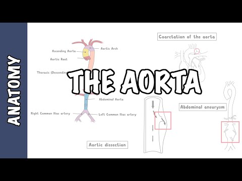 Klinische Anatomie - Die Aorta, Abschnitte und Äste (Verengung, Dissektion und Aneurysma)