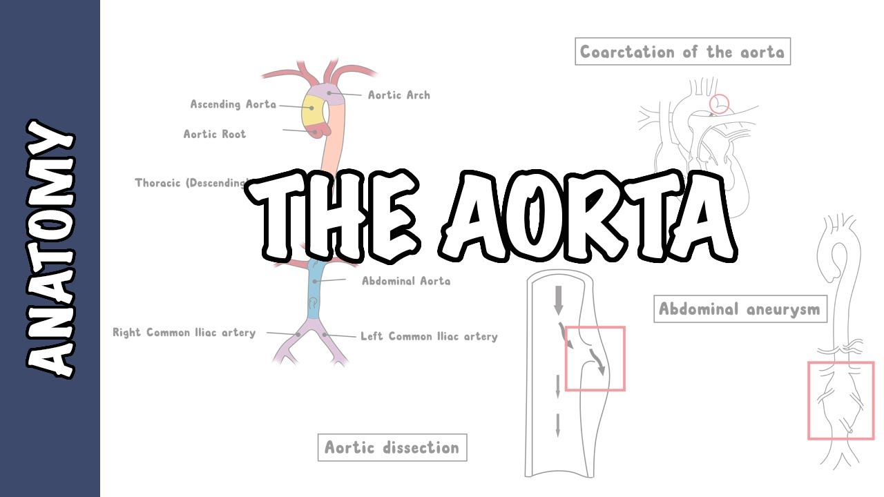 Clinical Anatomy - The Aorta, sections and branches (coarctation, dissection and aneurysm)