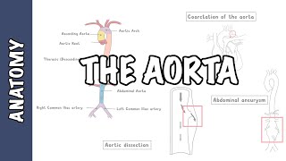 Download lagu Clinical Anatomy The Aorta sections and branches... mp3
