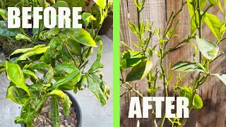 Save a CITRUS TREE from DYING from LEAF MINERS and other pests with this ORGANIC SOLUTION
