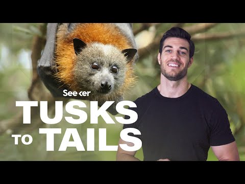 為什麼免疫系統是蝙蝠的祕密超能力? (Why the Immune System Is a Bat’s Secret Superpower)