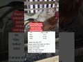 Dosis Minyak GPU Untuk Ayam Ternakayamkampung Chickenfarming Viralshorts Trendingshorts