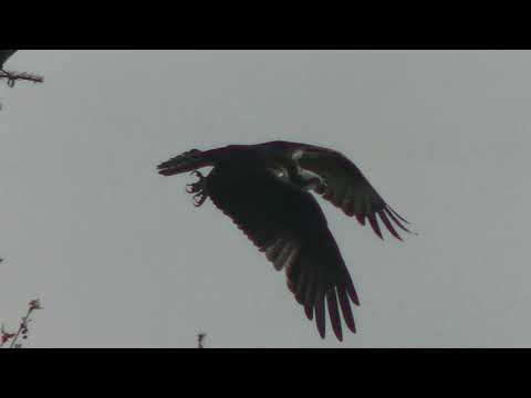 crows attacking osprey