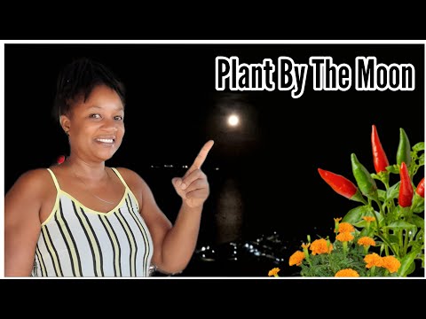 Your Gardens Will EXPLODE When You Plant By The MOON 🌙