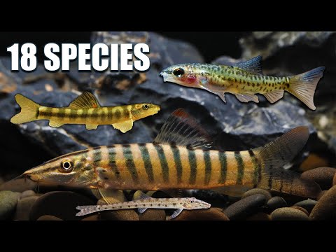 Unlock Hidden Gems: Loaches That Will Transform Your Freshwater Aquarium!