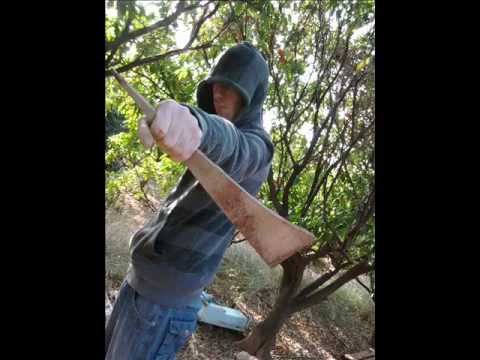 Xarly Dragon-Dragon Power