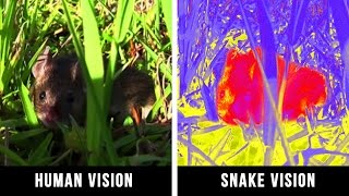 HOW ANIMALS SEE THE WORLD