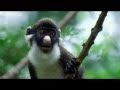 ANIMAL CRACKERS The Best Of BBC One S Walk On The Wild Side Shamrock Edit HQ