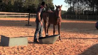 preview picture of video 'Joe Williams - Broke Well Farm Ocala - Ranchero The Mustang'