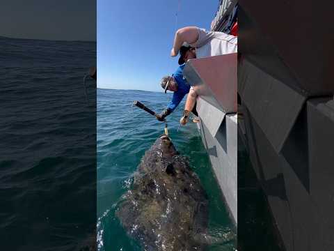 Big halibut coming on board #halibut #bigfish #alaskafishing #fishingvideo #outdoorsman