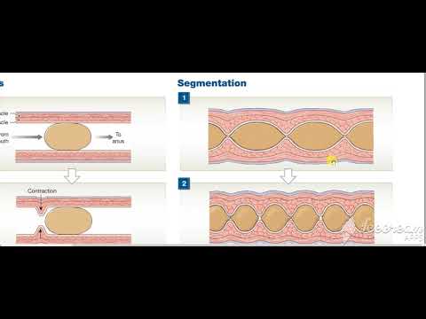 Peristalisis Vs Segmentation