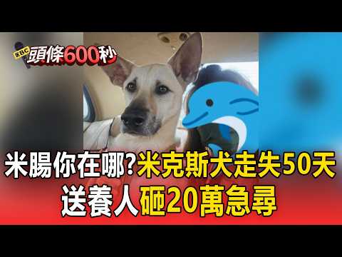 米腸你在哪？米克斯犬走失逾50天 送養人「砸20萬急尋」【頭條600秒】