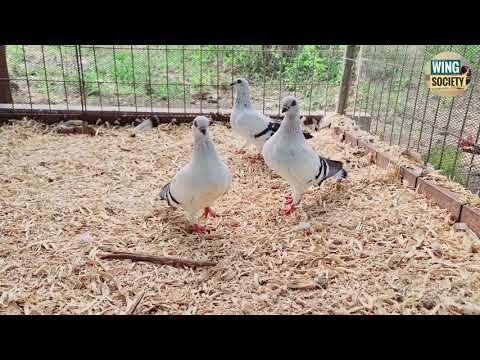 FLOOR BEDDING IDEAS for PIGEONS || WOOD SHAVINGS - KUSOT | DAMASCENE/OFF COLOR RACING 🇵🇭 | 🕊 Pigeons