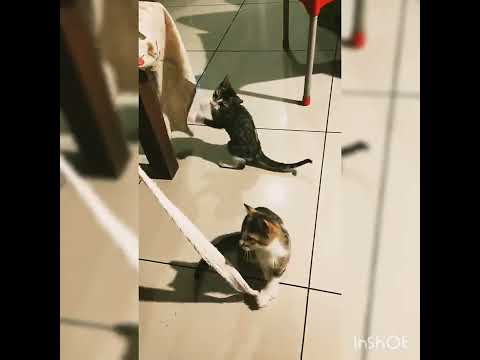 MY KITTENS 😺😺😺