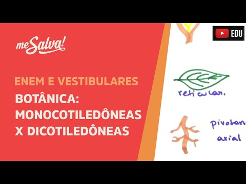 Me Salva! BOT12 - Botânica - Monocotiledôneas versus Dicotiledôneas