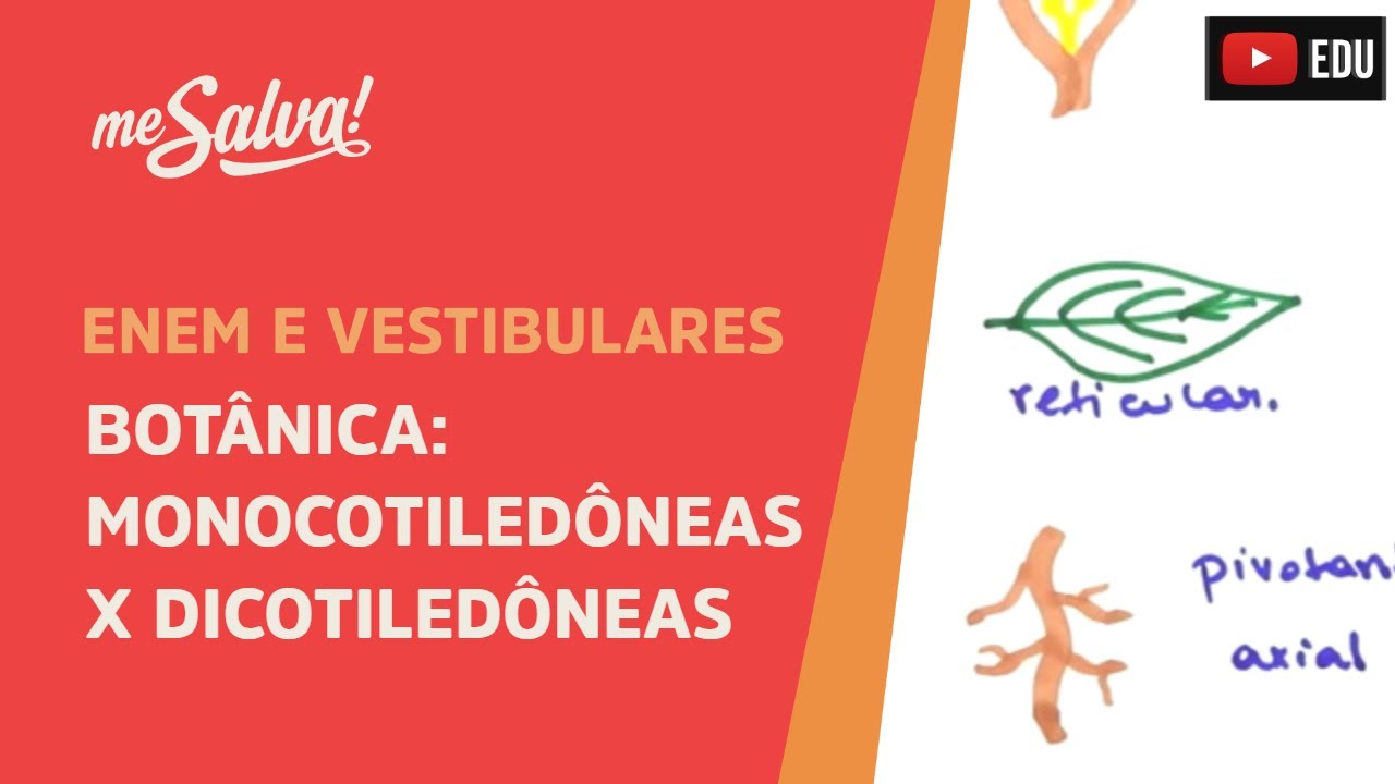 Me Salva! BOT12 - Botânica - Monocotiledôneas versus Dicotiledôneas