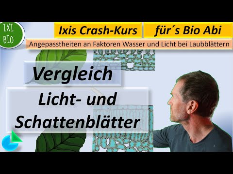 Comparison of light and shade leaves (sun leaves) Basic concept structure and function