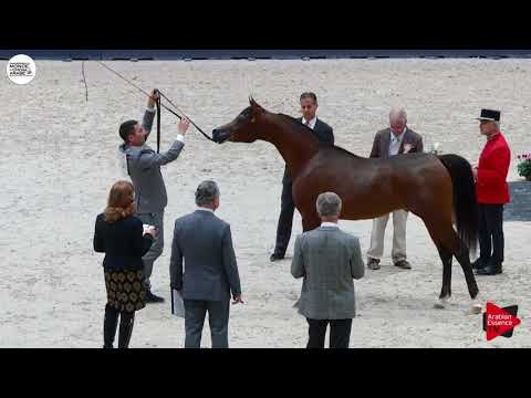 N.105 D BAREQ - Paris 2018 - Yearling Colts (Class CM 4B)