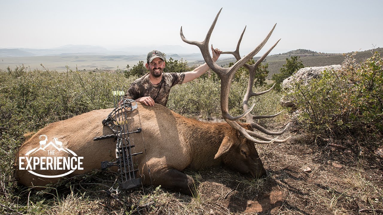 Colorado Archery Elk Hunting Experience