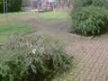 Nutbush Squirrel
