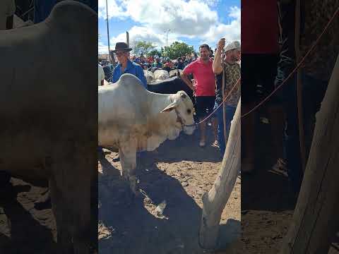 tradicional feira de gado de tabira Pe