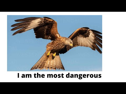 Slow Motion Footage Of A Hawk Flying Close To The Ground And Gradually Ascending Up The Trees