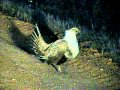 Male sage-grouse dancing