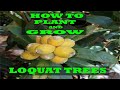 How to plant and grow a loquat tree | Eriobotrya japonica