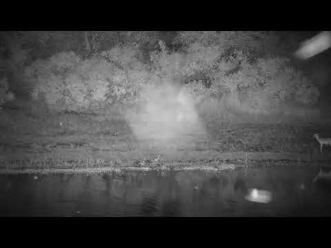 Djuma: Lone Impala ram and Egyptian Geese - 00:05 - 01/28/2022