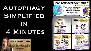 Autophagy Simplified in 4 Minutes