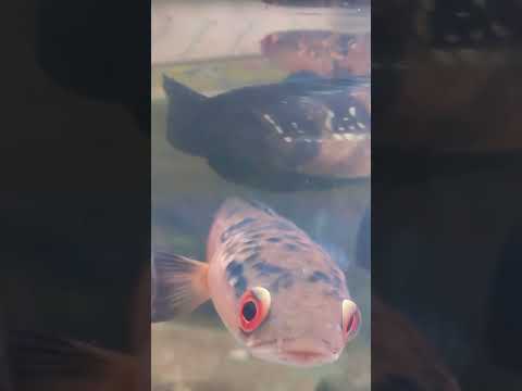 Channa maru red pangkalanbun Vs channa Maru red kalteng