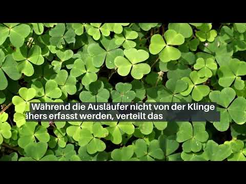 Klee im Rasen entfernen - Tipps + die besten 5 Mittel 🍀