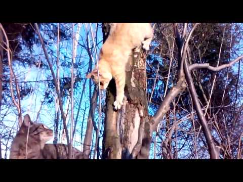 Fuczuś ratuje Piszczka